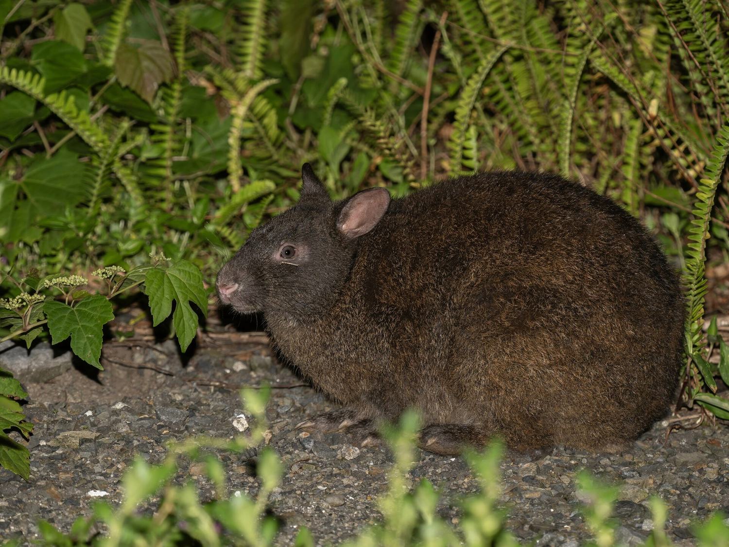 森の中のアマミノクロウサギ
