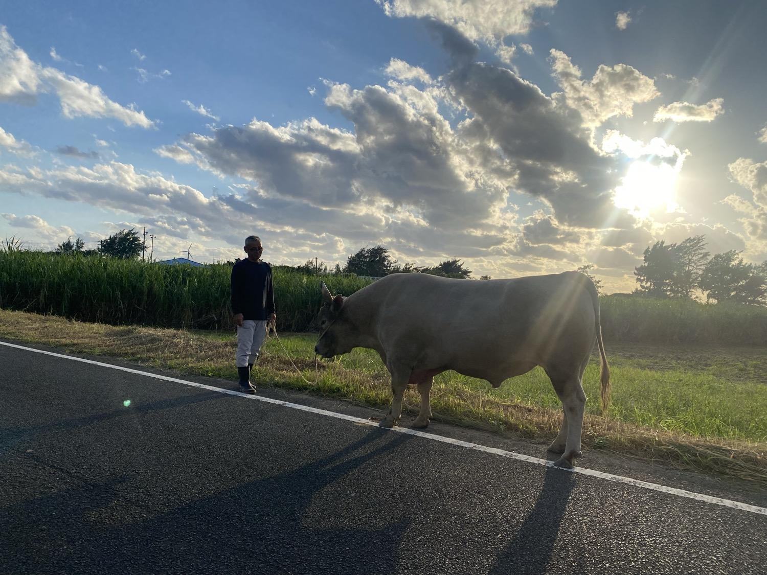 夕方、道ばたで牛を連れて歩く人